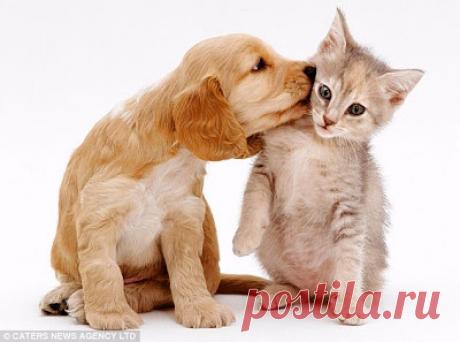 Cute&Cool Pets 4U: Kittens and Puppies Pictures