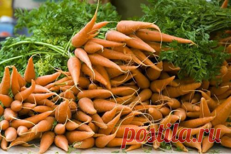 Подкормка корнеплодов после появления всходов – залог их быстрого роста и отличного вкуса.