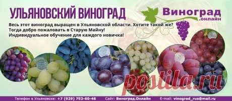 Купить черенки винограда в Ульяновской области или почтой 2016-2017 | Виноград.Онлайн
