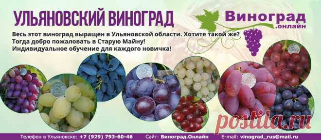 Купить черенки винограда в Ульяновской области или почтой 2016-2017 | Виноград.Онлайн
