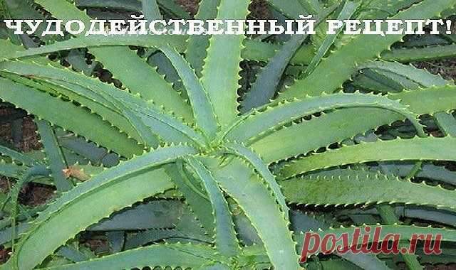 Рецепт -очень действенный! Проверено на себе! Рецепт: Взять 375 г листиков алое (возраст не менее 3-х лет), причем , перед тем, как срезать - не поливать растение 5 дней или держать срезанные листики в холодильнике на нижней полке 5 дней. Вымыть