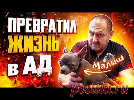 ОНИ ДЕЛАЛИ ЭТУ ОШИБКУ СНОВА И СНОВА! Наказание собаки. Чихуахуа ДОМАШНИЙ ТИРАН! Как дрессировать?