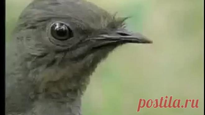 Птица Лира может имитировать абсолютно любые звуки.