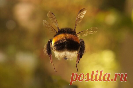 Это попа шмеля. Никакой политики, никакой философии, никакого скулежа по уходящему лету. Просто. Попа. Шмеля