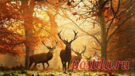 Стихи про осень – лучшие стихотворения об осени