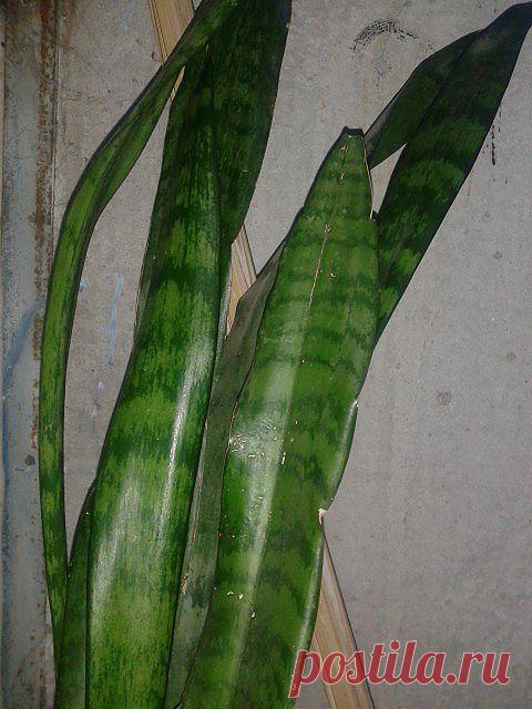 Сансевиерия SANSEVIERIA (тещин язык)