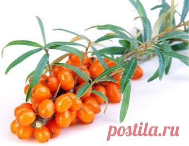 Облепиха - ценное растение...