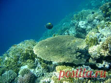tropical-coral-reef.jpg (1024×768)