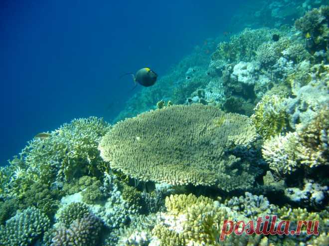 tropical-coral-reef.jpg (1024×768)