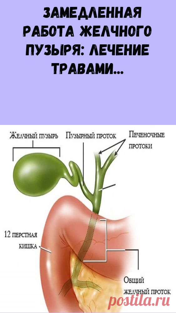 Замедленная_работа_желчного_пузыря_лечение_травами Народная медицина — рецепты, советы, способы, cекреты и народные средства.