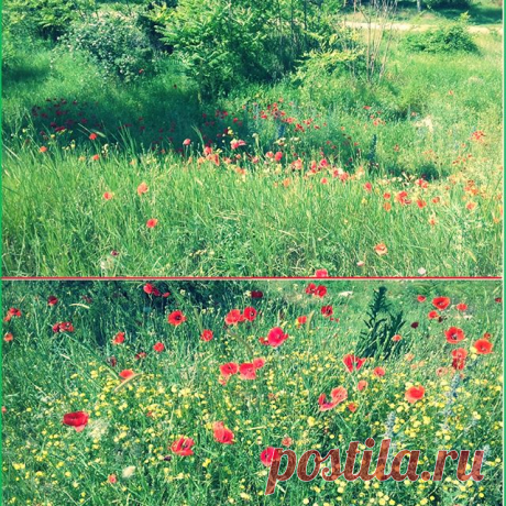 Поляна маков в #Севастополе #Ирина_Петрова_Команда_Мечты #Красота_как_образ_жизни 👍☀️😊❤️
