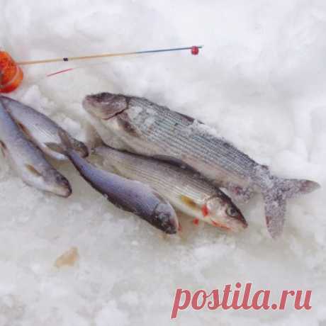 На &quot;голую&quot; мормышку