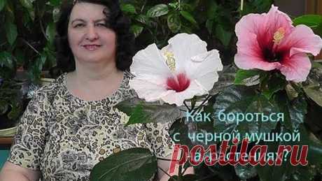 Как бороться с черной мушкой на растениях? - видео Ольги Пряниковой