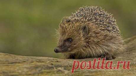 - Что ты, Еж, такой колючий? 
- Это я на всякий случай. 
Знаешь, кто мои соседи? 
Лисы, волки, да медведи...