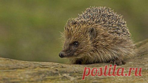 - Что ты, Еж, такой колючий? 
- Это я на всякий случай. 
Знаешь, кто мои соседи? 
Лисы, волки, да медведи...