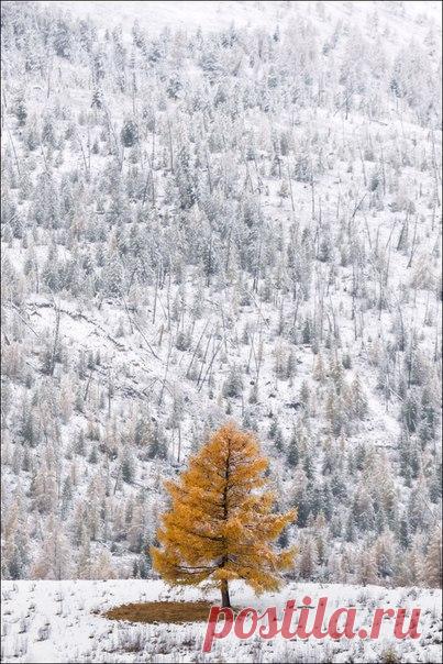 Чибитское ущелье, Алтай. Автор фото: Влад Соколовский.