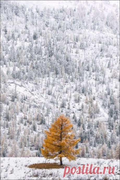 Чибитское ущелье, Алтай. Автор фото: Влад Соколовский.