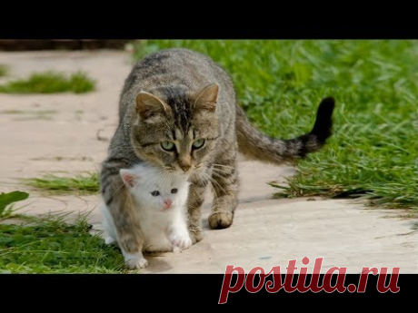 Спасение несчастных животных от гибели ...