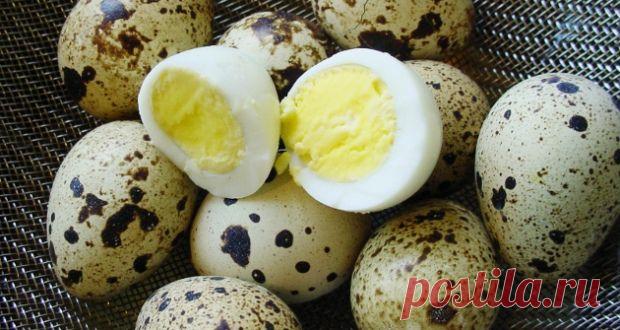 Сколько минут варить перепелиные яйца | Капушка