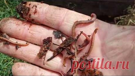 Красный червь, как размножить домашних условиях?!!