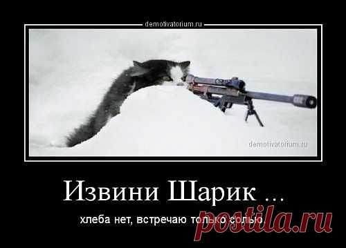 Снайпер ? Или киллер ?