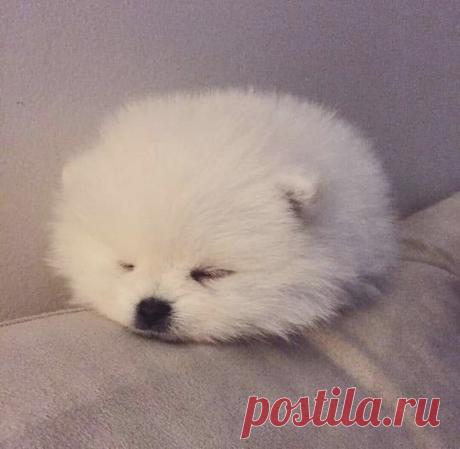 Дай лапку