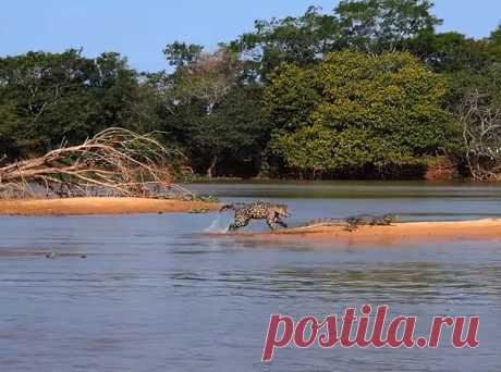 Отдыхавший на песке кайман расслабился и не услышал, как к нему подплывает ягуар. Один бросок – и все кончено. Видео снято биологом Люком Долларом в ходе бразильской экспедиции National Geographic.