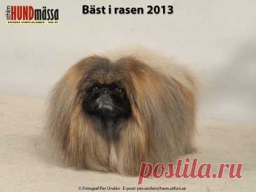 PEKINGESE Domare:   MCCARRY-BEATTIE RITA, IRLAND   EE CH FI JV-10 FI UCH FI V-10 FI V-12 FLUFFY CLOUD SOLAR CHILD  Ägare: KUULA KATI & ULLA-MAIJA, FI-00980 HELSINKI, FINLAND Uppfödare: DJOMIN ALEKSI, VANTAA, FINLAND