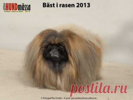 PEKINGESE Domare:   MCCARRY-BEATTIE RITA, IRLAND   EE CH FI JV-10 FI UCH FI V-10 FI V-12 FLUFFY CLOUD SOLAR CHILD  Ägare: KUULA KATI & ULLA-MAIJA, FI-00980 HELSINKI, FINLAND Uppfödare: DJOMIN ALEKSI, VANTAA, FINLAND