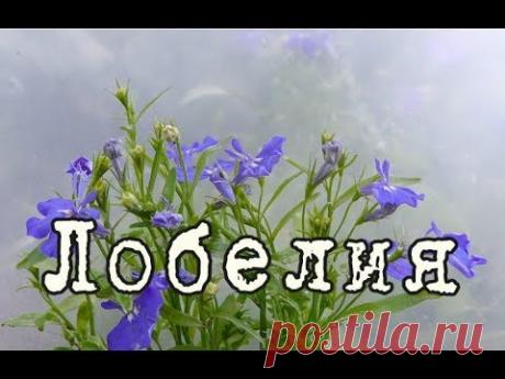ЛОБЕЛИЯ – ампельное растение для СЕВЕРНЫХ БАЛКОНОВ. Уход и разведение в домашних условиях
