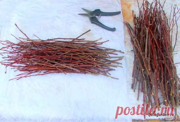 Как заготовить черенки для прививки | Дачная жизнь - сад, огород, дача