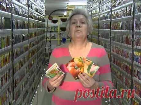 Советы тети Тани. Фруктовые томаты БИФ.