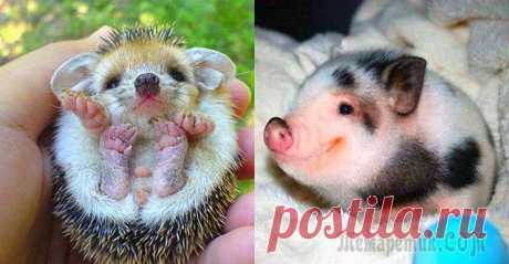 Подборка забавных животных, которые поднимут Вам настроение