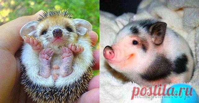 Подборка забавных животных, которые поднимут Вам настроение