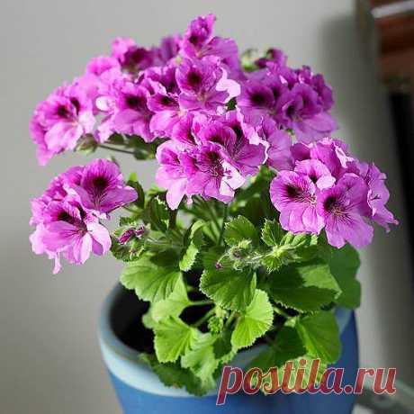 Выращивание королевских пеларгоний (гераней) из черенков.