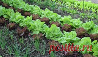 ПОСАДИТЕ СВОИ ОВОЩИ ПО НОВОМУ. И РЕЗУЛЬТАТ ВАС ПОРАДУЕТ 

1. Чудесное трио: кукуруза, горох и тыква.
Секрет их совместного выращивания знали ещё американские индейцы. Кукуруза даст опору гороху, который насыщает почву азотом. А тыква в свою очередь не даёт…