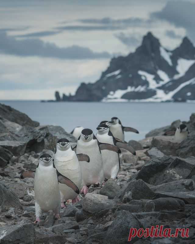 Лучшие фотографии в номинации Дикий животный мир #35AWARDS