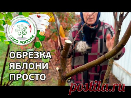 Обрезка яблони. Как обрезать плодовые деревья осенью.