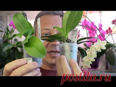 ОРХИДЕИ КАК ВЫБРАТЬ В МАГАЗИНЕ // мои новинки орхидей из Леруа Мерлен