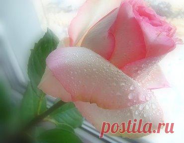 Нежность - это то, что можно дарить каждый день, каждый час и она все равно не иссякнет, потому что нежность - это частичка Бога в душе каждого из нас...