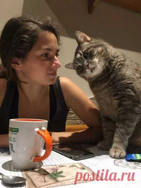 За позитивом: любуемся на фотки котиков, берущих от жизни всё | Ilike.pet | Яндекс Дзен