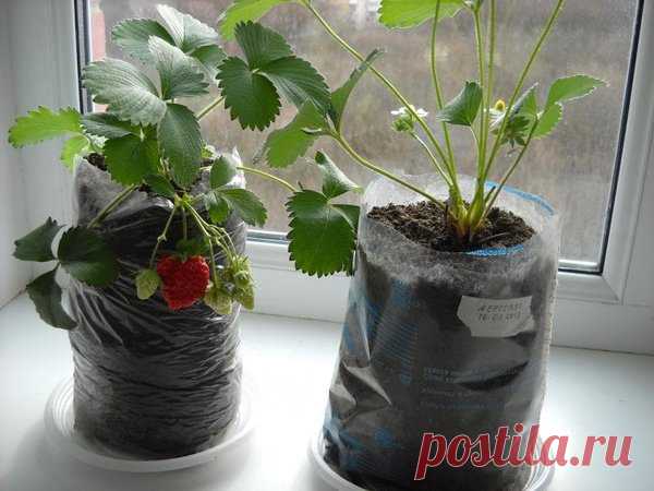 Как собирать клубнику на подоконнике круглый год 🍓 | Секреты сада. Дача, цветы | Яндекс Дзен