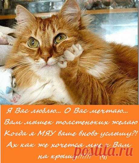 И КИСУЛИ МЕЧТАЮТ