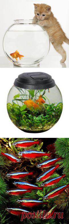 Круглые аквариумы - особенности содержания, оборудование, оформление