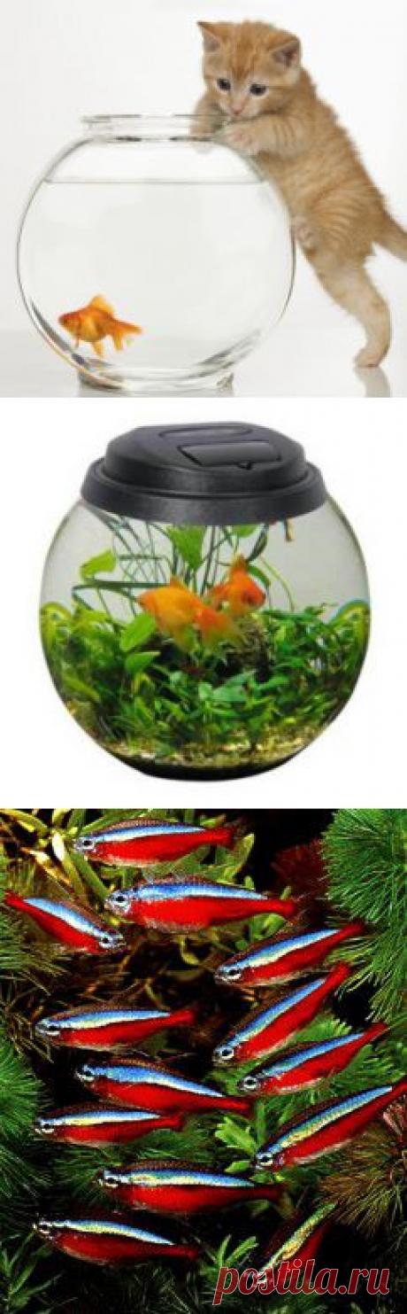 Круглые аквариумы - особенности содержания, оборудование, оформление
