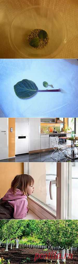 Миниатюрные фиалки: от черенка до цветения. Блоги на Supersadovnik.ru