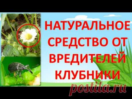 Средство от долгоносика и от клещей на клубнике во время цветения  плодоношения  Земляника, клубника