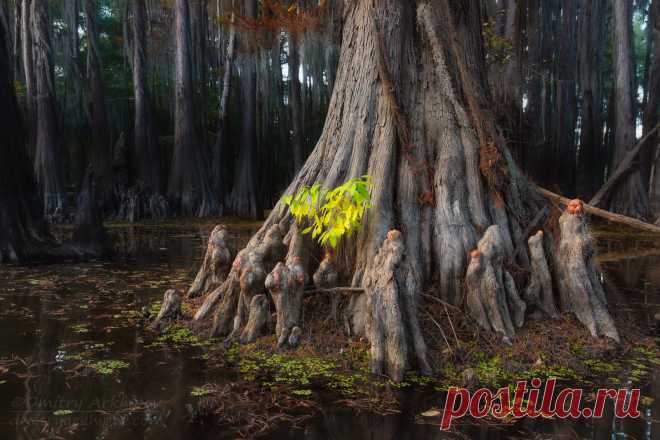 БОЛОТНАЯ МИСТИКА