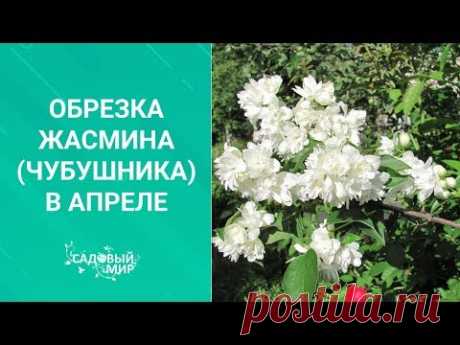 Обрезка жасмина (чубушника) в апреле
