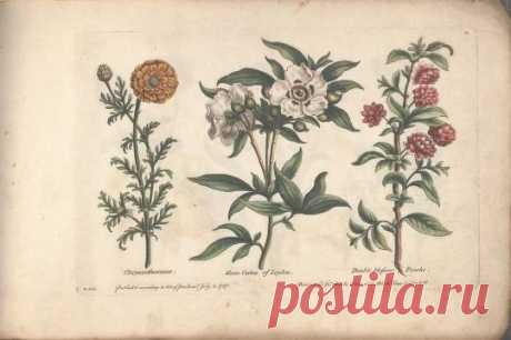 The florist, or, An extensive and curious collection of flowers, for the imitation of young ladies, either in drawing or in needle?workby A. Heckle. : Heckel, Augustin, : Free Download, Borrow, and Streaming : Internet Archive